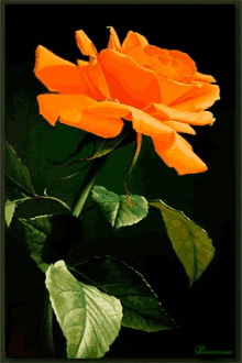 Saffron Rose GIF - Saffron Rose GIFs