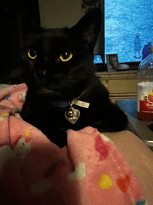 a black cat laying on a bed next to a bottle of rub