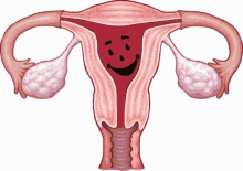 Reproductive System Ovary GIF - Reproductive System Ovary Uterus GIFs
