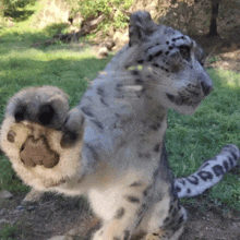 a close up of a snow leopard 's paw with the letters ubd on its tail