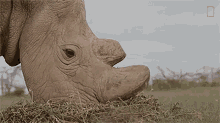 Eating Grasses Meet The Heroes Who Protect The Last Northern White Rhinos In The World GIF - Eating Grasses Meet The Heroes Who Protect The Last Northern White Rhinos In The World World Rhino Day GIFs