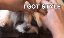 styling is fun the real paningning paningning dog animal channel