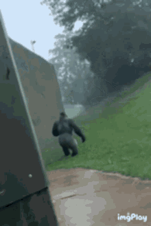 Ape Gorilla GIF