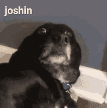 Joshin GIF