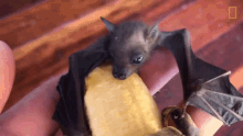 Resting Worlds Weirdest GIF - Resting Worlds Weirdest Bat Appreciation Day GIFs