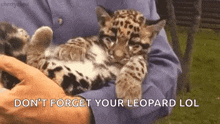 Cub Leopard GIF - Cub Leopard Baby GIFs
