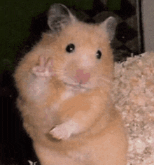 a close up of a hamster giving a peace sign .