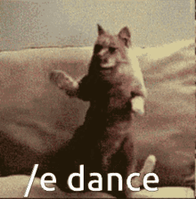 cat dance cat dancing