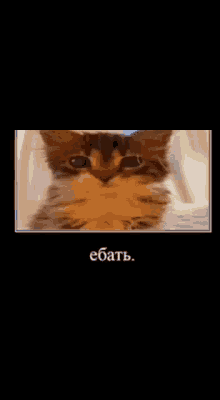 Russian Cat Russia GIF - Russian Cat Russia Cat GIFs