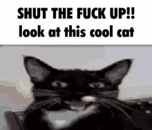Shut The Fuck Up Cat Meme GIF - Shut The Fuck Up Cat Meme Funny GIFs