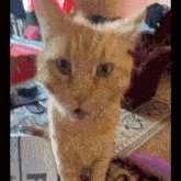 Cat Zebris GIF - Cat Zebris Funny Cat GIFs