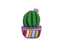 maddeals cactus