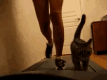 Gotta Stay Fit GIF - Fitness Cats Fit GIFs