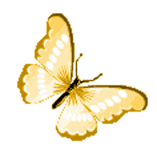 borboletas butterfly beautiful flying orange butterfly borboletas butterfly beautiful flying orange butterfly