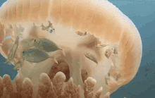 Fish Jellyfish GIF
