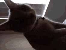 Cat Lovers GIF - Cat Lovers GIFs