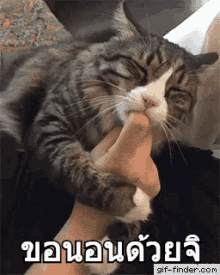 แมว ขอนอนด้วยจิ GIF - Cat Stay The Night Sleepover GIFs