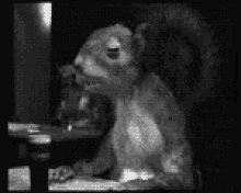 Squirrel Beer GIF - Squirrel Beer Drinking GIFs