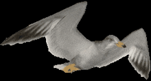 a white bird with a yellow beak is flying