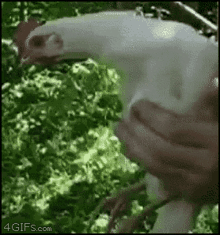 Chicken Head Not Moving GIF