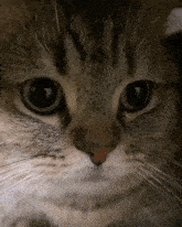 a close up of a cat 's face with a blurred background