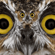 Owl Who GIF - Owl Who Unionomaha GIFs