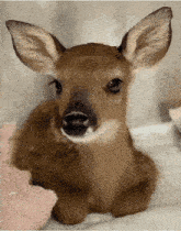 a baby deer laying on a bed with a pink towel next to it