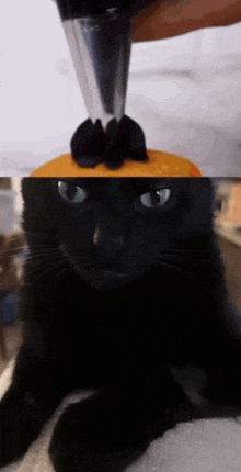 a black cat is laying on a table while a person decorates a cake