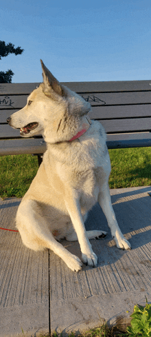 a dog sitting on a sidewalk next to a park bench with graffiti on it