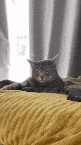 Horror Possessed GIF - Horror Possessed Possessed Cat GIFs