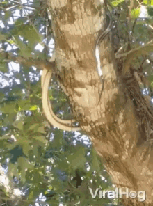 Snakes Slither GIF - Snakes Slither Up Tree GIFs