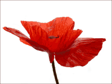 thank you for your service thank you veterans red remember rememberance day poppy