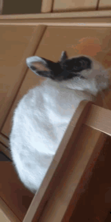 Rabbit Coco GIF - Rabbit Coco Lapin GIFs