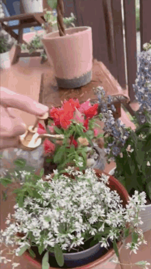 a potted plant with white flowers is being watered