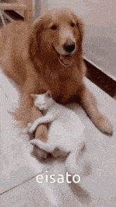 Eisato Cat GIF - Eisato Cat Dog GIFs