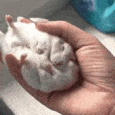 a person is holding a small white hamster in their hands