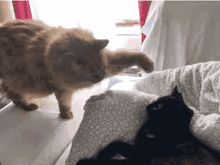 Cat Cute GIF - Cat Cute Fight GIFs
