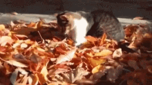 Kitten Autumn GIF - Kitten Autumn Mid Autumn GIFs