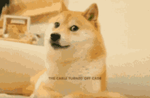 Doge Shiba Inu GIF - Doge Shiba Inu Dog GIFs