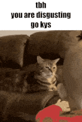 Disgusted Cat GIF - Disgusted Cat Kys GIFs