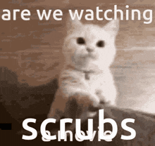 Are We Watching Scrubs Are We Watching Scrubs Kitty GIF - Are We Watching Scrubs Are We Watching Scrubs Kitty Kitty GIFs