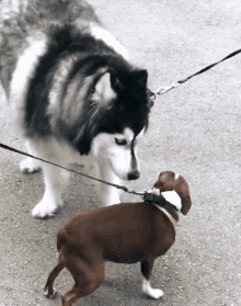 Boston Terrier GIF - Boston Terrier Dog GIFs
