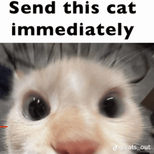 a picture of a cat with the words send this cat immediately