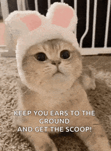 a cat wearing bunny ears is laying on the floor and says `` keep your ears to the ground and get the scoop '' .