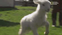 Lamb Baby GIF - Lamb Baby Sheep GIFs