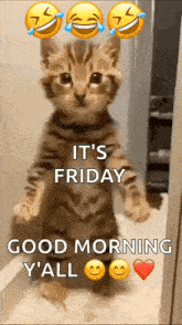 a kitten is standing on its hind legs with the words `` it 's friday good morning y 'all '' written on it .