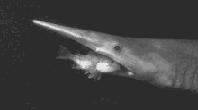shark eating fish prey predator