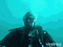 Diver Viralhog GIF - Diver Viralhog Seal GIFs