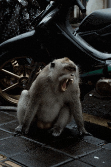 Monyet Marah GIF