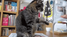 Hey Look At Me Hey Hey Look GIF - Cat Paper Play GIFs